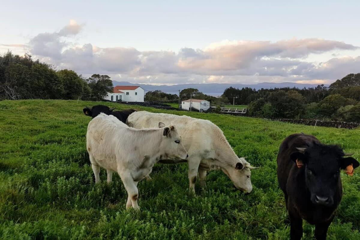 Liiiving In Acores - Ocean View House Villa Canto da Areia Bagian luar foto